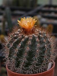 Parodia prestoensis